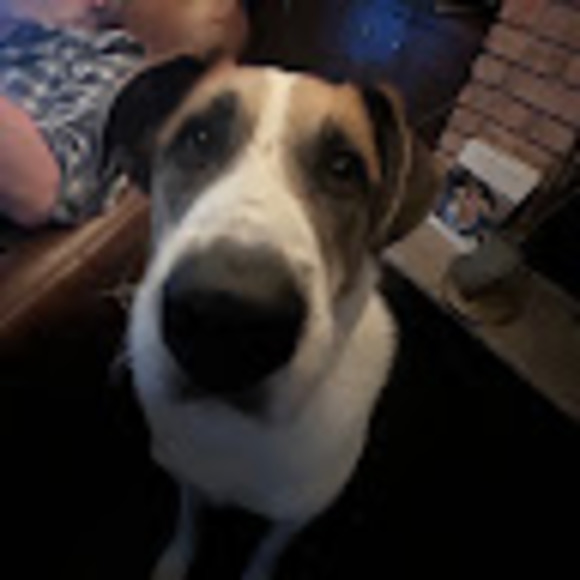 Meet your Posher, Lila - Picture 1 of 1